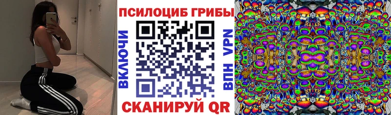 Купить  Шагонар  Псилоцибиновые грибы Psilocybine cubensis 